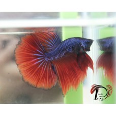 PAUG 2261
